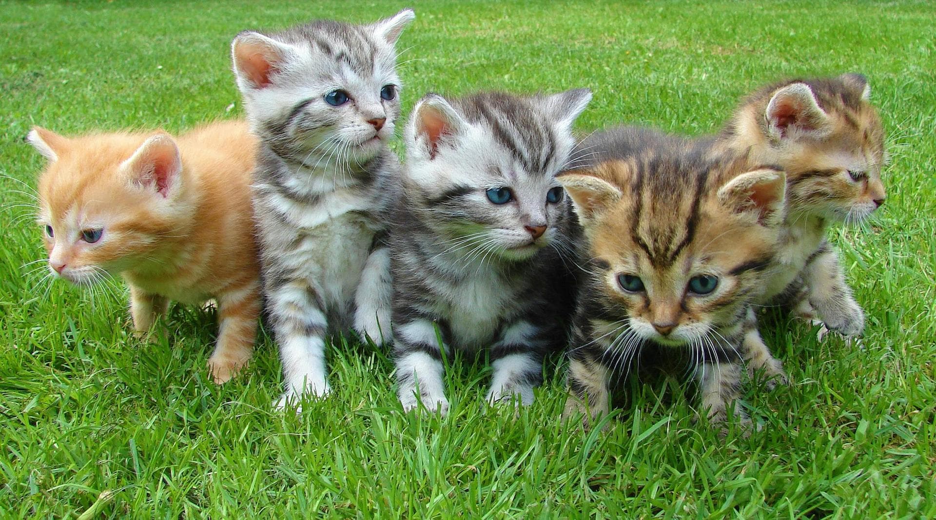 Emergency vets in Newton-Le-Willows