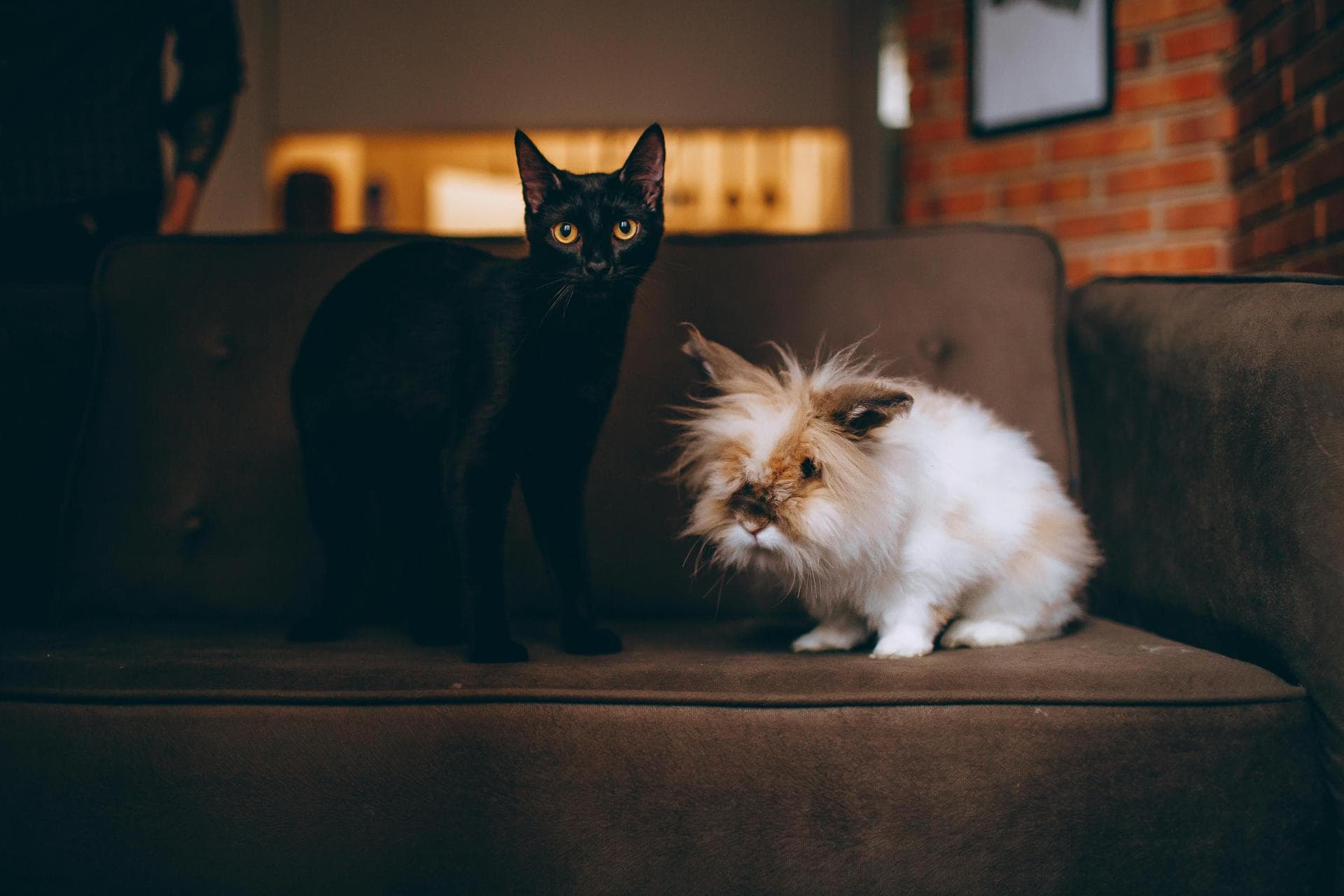 Emergency vets in Merseyside
