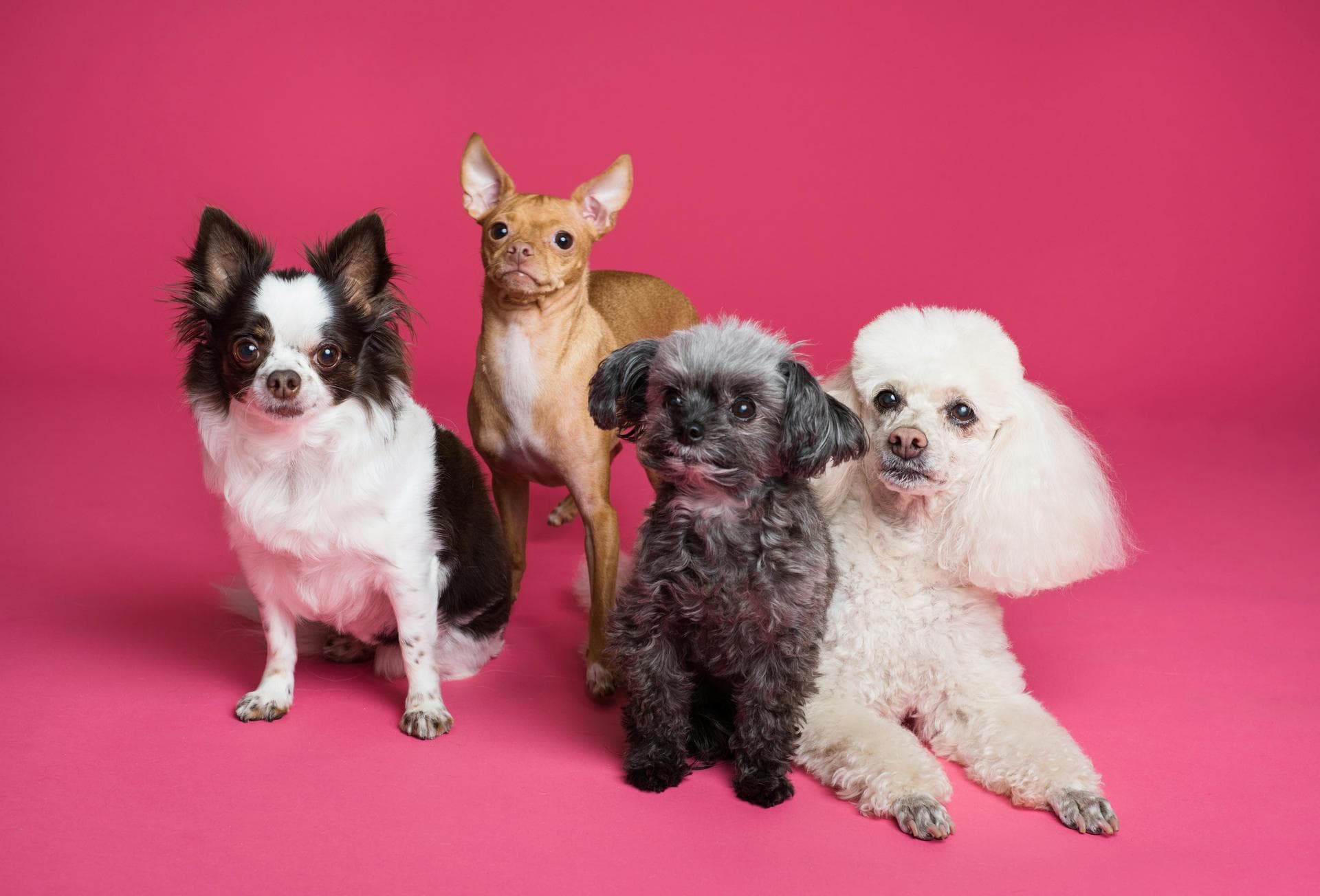 Dog & Cat Vets in Newton-Le-Willows