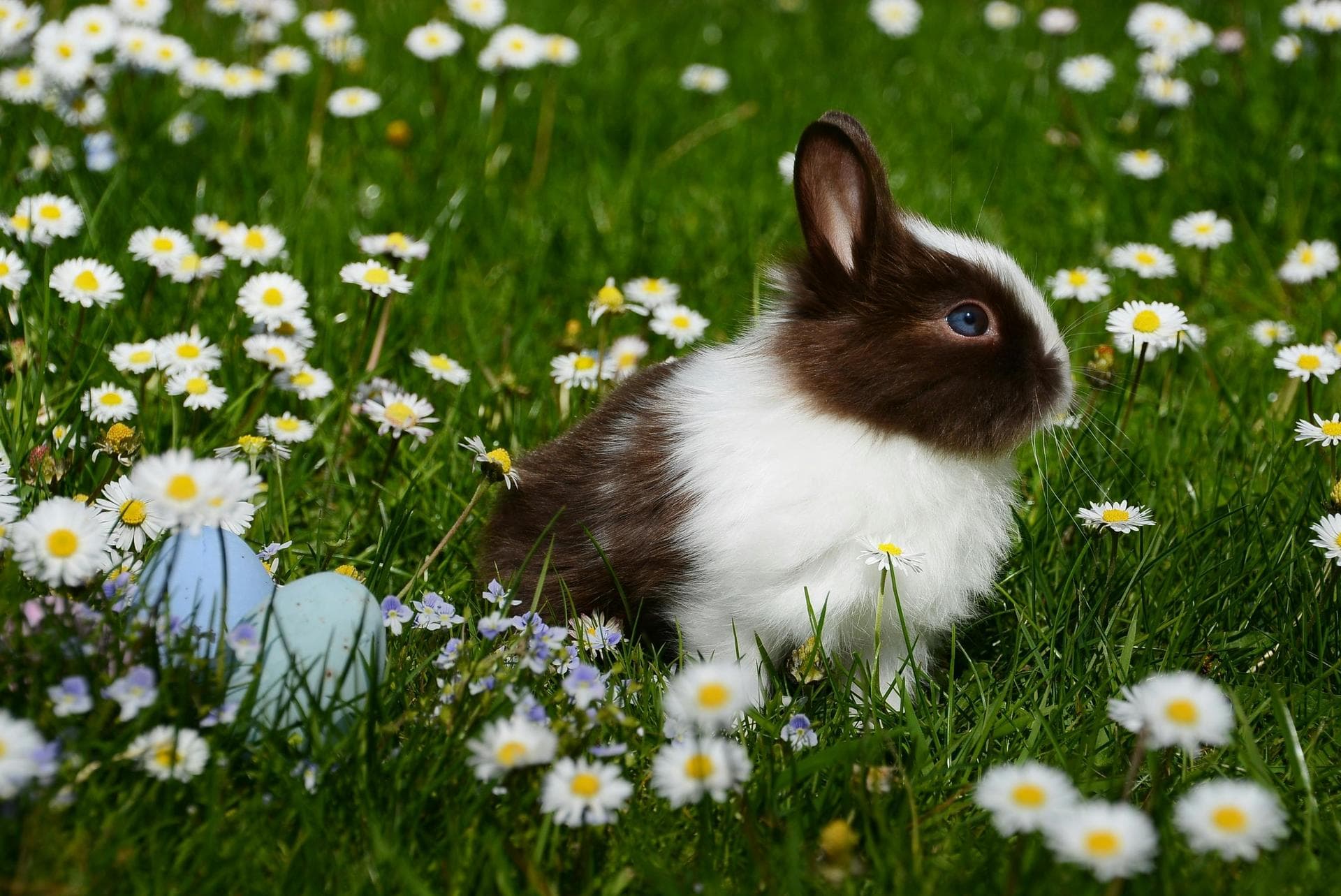 Specialist Vets in Merseyside
