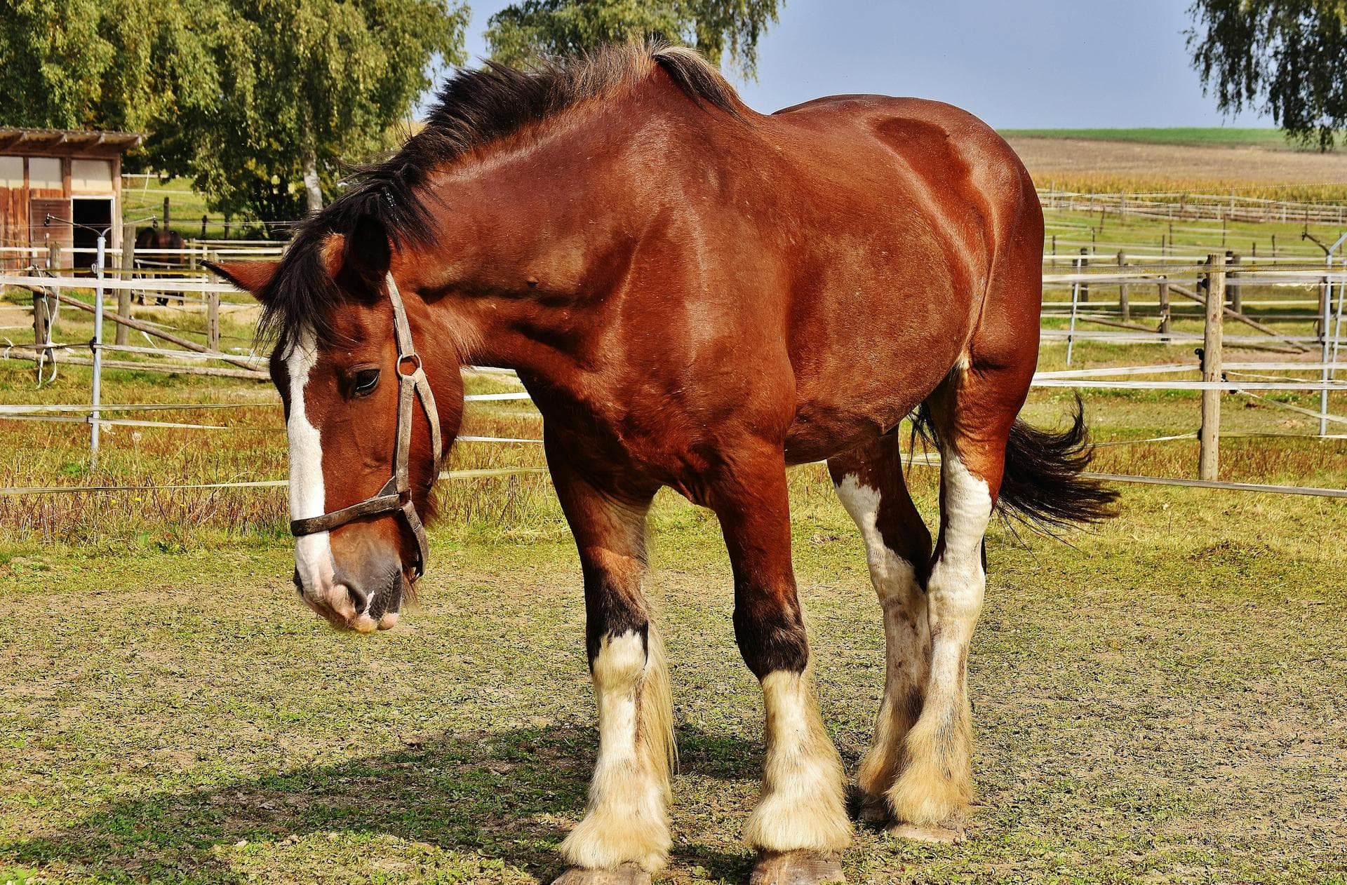Emergency vets in Formby