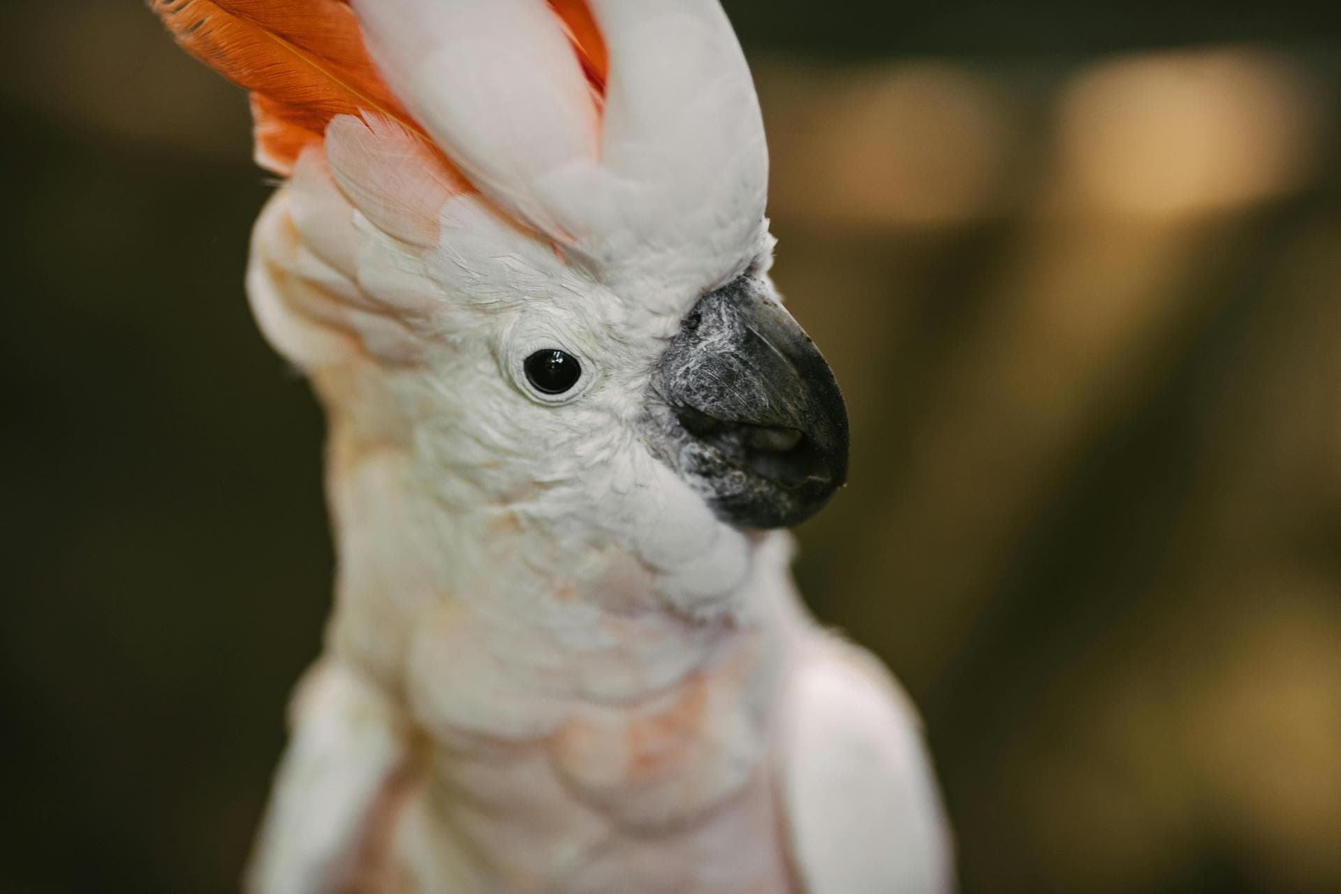 Cheeky looking cockatoo