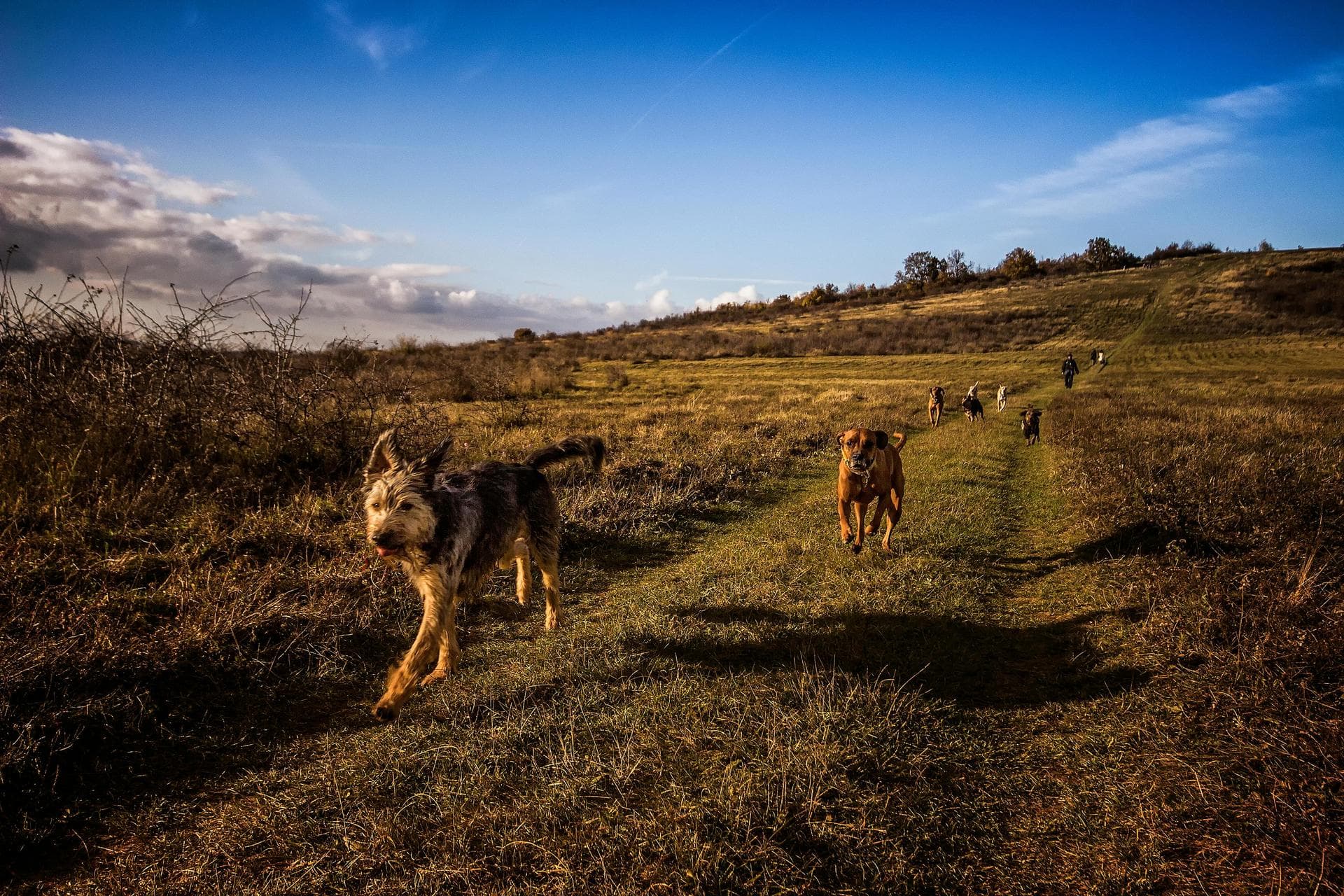 Dog & Cat Vets in Aintree