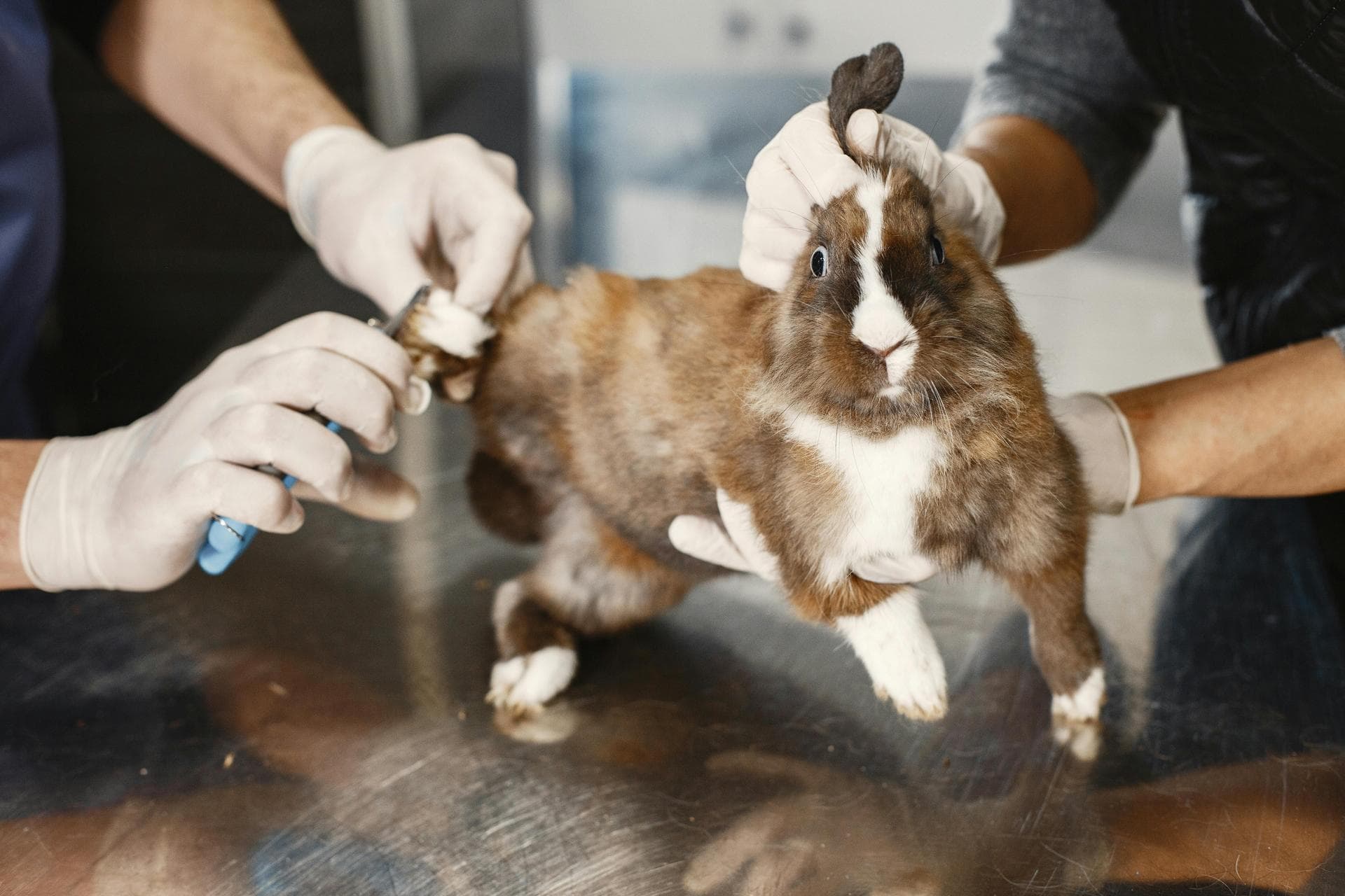 Emergency vets in Southport
